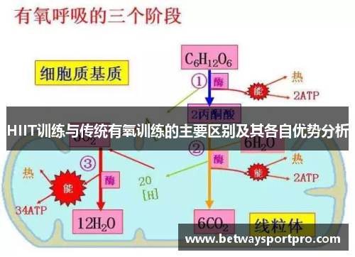 HIIT训练与传统有氧训练的主要区别及其各自优势分析