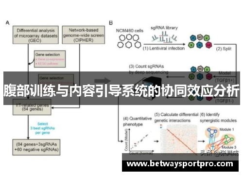 腹部训练与内容引导系统的协同效应分析